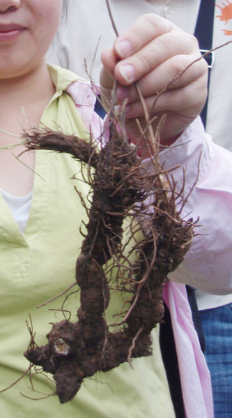 File:Tochimoto-AtractylodesL-P9210618.jpg