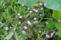 BG-ele02081.jpg