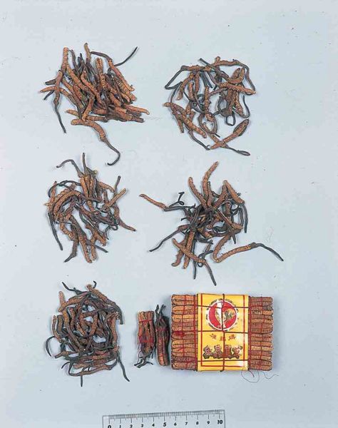File:Alps:Chinese Caterpillar Fungus.jpg
