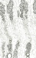 Thumbnail for version as of 12:14, 1 December 2010