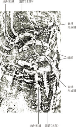 Tochimoto-Rhubarb-cmt335 2.jpg
