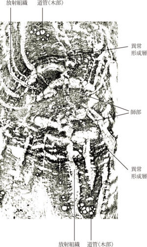 Tochimoto-Rhubarb-cmt335 2.jpg