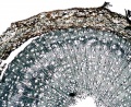 Thumbnail for version as of 14:51, 20 February 2011