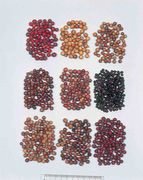 File:Alps:Nandina Fructus.jpg