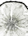 Thumbnail for version as of 22:06, 10 November 2010