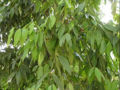 BG-cin01222.jpg