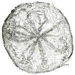 Tochimoto-Ginseng-毛人参 -PICT-Ｊ.jpg