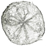 Tochimoto-Ginseng-毛人参 -PICT-Ｊ.jpg