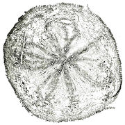 Tochimoto-Ginseng-毛人参 -PICT-Ｊ.jpg