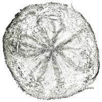 Tochimoto-Ginseng-毛人参 -PICT-Ｊ.jpg