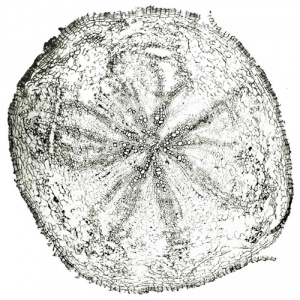 Tochimoto-Ginseng-毛人参 -PICT-Ｊ.jpg