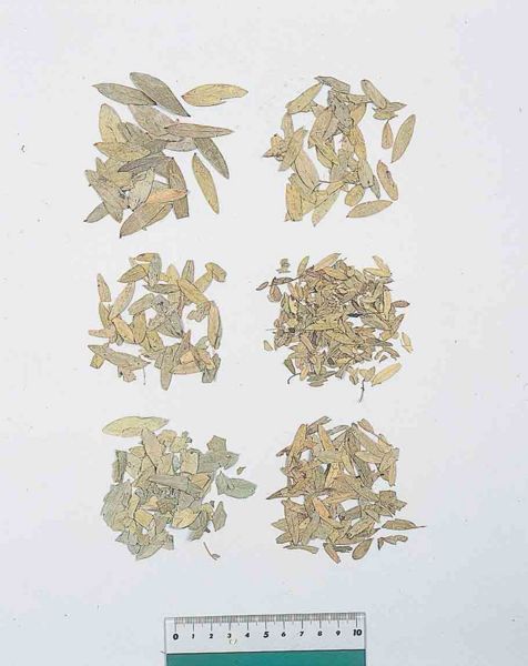 File:Alps:Sennae Folium.jpg