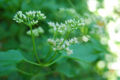 BG-eup02301.jpg
