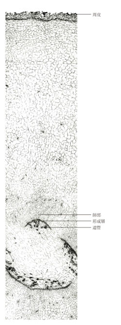 Tochimoto-Corydalis-cmt121.jpg