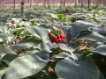 Thumbnail for version as of 22:05, 10 November 2010