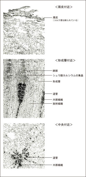 File:Tochimoto-Peony-cmt286.jpg
