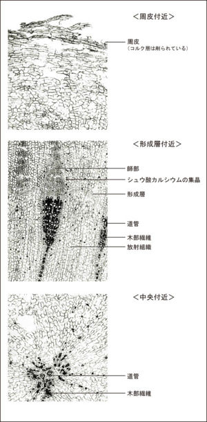 Tochimoto-Peony-cmt286.jpg