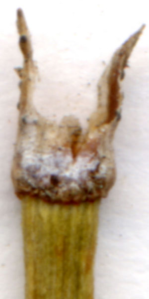 File:Tochimoto-Ephedra-☆-090922追加:草麻黄・折【補正】.jpg