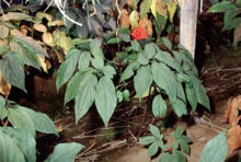 本にあるキャプション