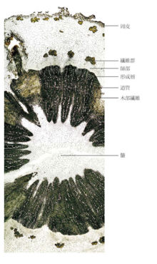 Tochimoto-Coptis-cmt172.jpg