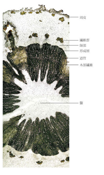 File:Tochimoto-Coptis-cmt172.jpg