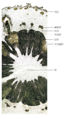 Thumbnail for version as of 17:27, 15 December 2010