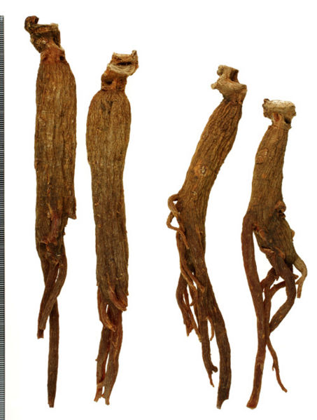File:Tochimoto-Ginseng-コウジン-信州-1級(20根)・2級(15根)-03.jpg