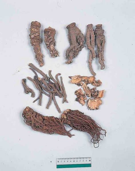 File:Alps:Angelicae Radix.jpg