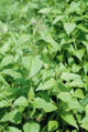 BG-eup01142.jpg