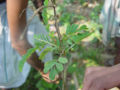 BG-phy18171.jpg