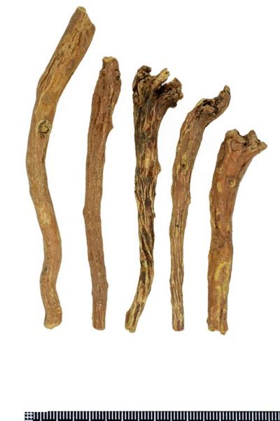 File:Tochimoto-Scutellaria-オウゴン-河北-03.jpg