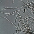 Thumbnail for version as of 14:51, 20 February 2011