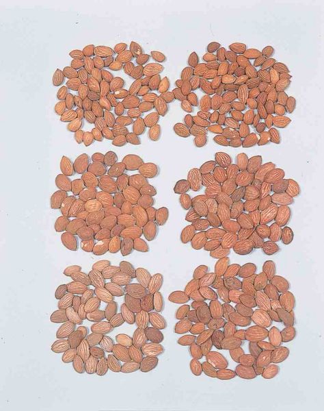 File:Alps:Persicae Semen2.jpg