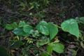 BG-ste04091.jpg