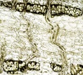 Thumbnail for version as of 12:14, 1 December 2010