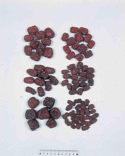 File:Alps:Zizyphi Fructus.jpg