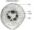 Thumbnail for version as of 17:25, 22 December 2010