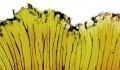 Thumbnail for version as of 12:14, 1 December 2010