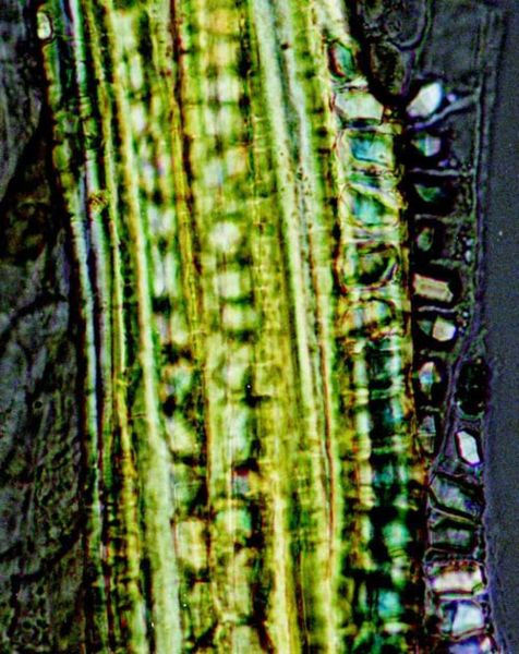 File:Tochimoto-Phellodendron-拡大・黄柏(結晶細胞列).PCT-J.jpg