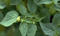 BG-phy01312.jpg