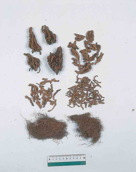 File:Alps:Coptidis Rhizoma2.jpg