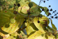 BG-adi04131.jpg