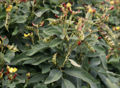 BG-caj05191.jpg