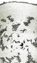 Tochimoto-Scutellaria-粘毛① 8ｾﾝﾁ-PICT-Ｊ.jpg