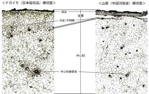 Tochimoto-Dioscorea-cmt260.jpg