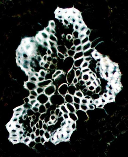 File:Tochimoto-Artemisia-茵陳蒿・野生・花柄2偏光J.jpg