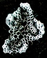 Thumbnail for version as of 12:14, 1 December 2010