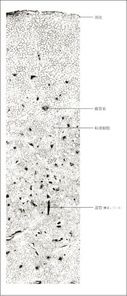 Tochimoto-Pinellia-cmt398.jpg