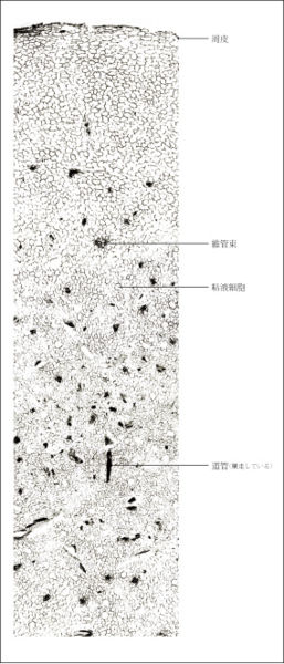 File:Tochimoto-Pinellia-cmt398.jpg
