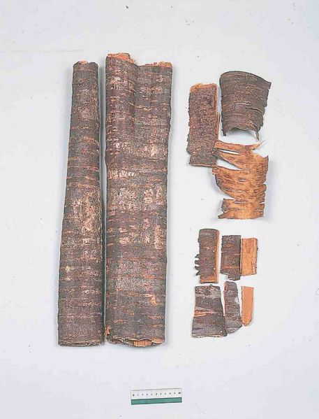 File:Alps:Pruni Cortex2.jpg
